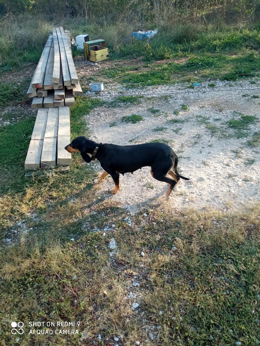 πωληση κυνηγετικών σκύλων